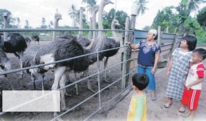 Ladang Unta