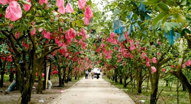 Desaru fruit farm